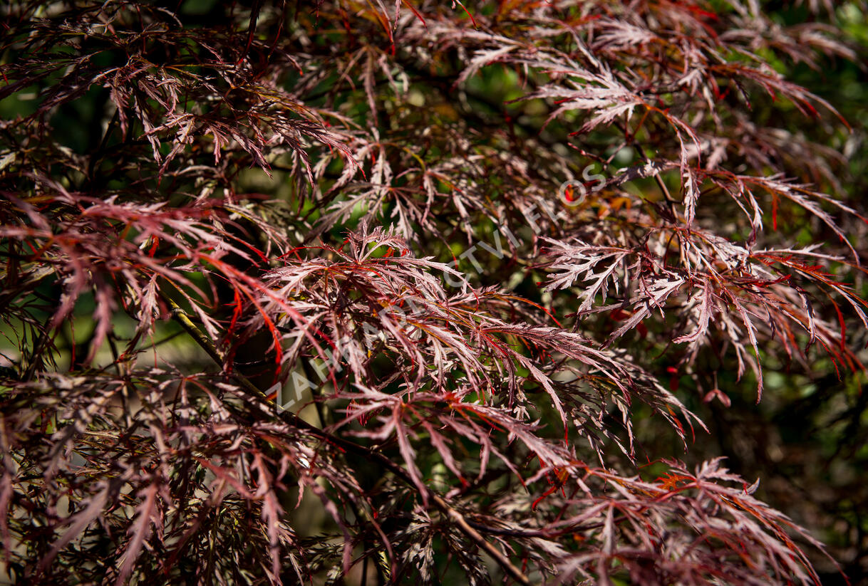 Javor dlanitolistý 'Inaba Shidare' - Acer palmatum 'Inaba Shidare'