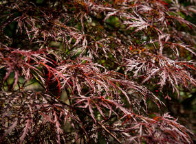 Javor dlanitolistý 'Inaba Shidare' - Acer palmatum 'Inaba Shidare'