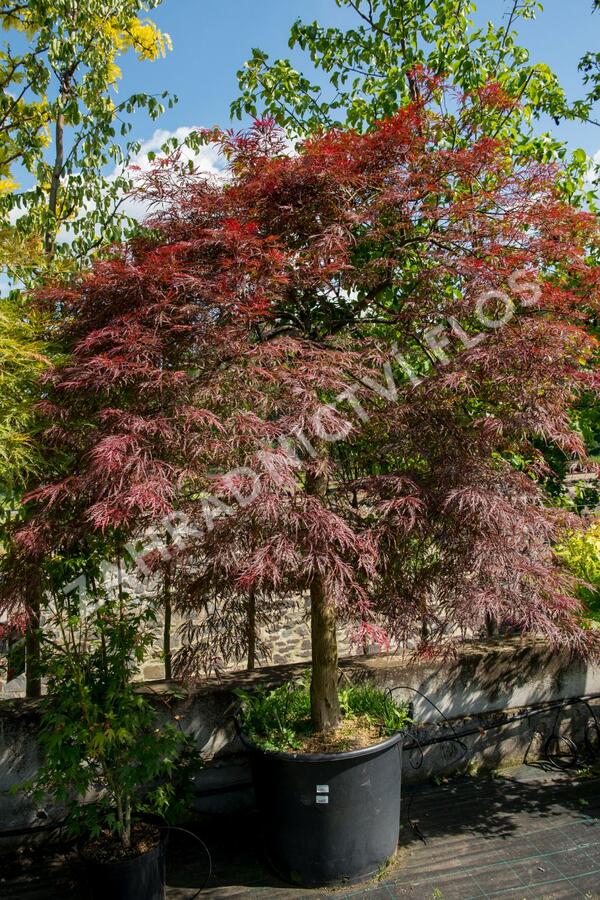 Javor dlanitolistý 'Inaba Shidare' - Acer palmatum 'Inaba Shidare'