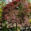 Javor dlanitolistý 'Inaba Shidare' - Acer palmatum 'Inaba Shidare'