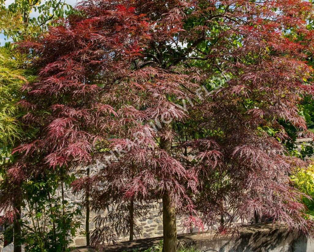 Javor dlanitolistý 'Inaba Shidare' - Acer palmatum 'Inaba Shidare'