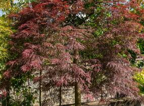 Javor dlanitolistý 'Inaba Shidare' - Acer palmatum 'Inaba Shidare'