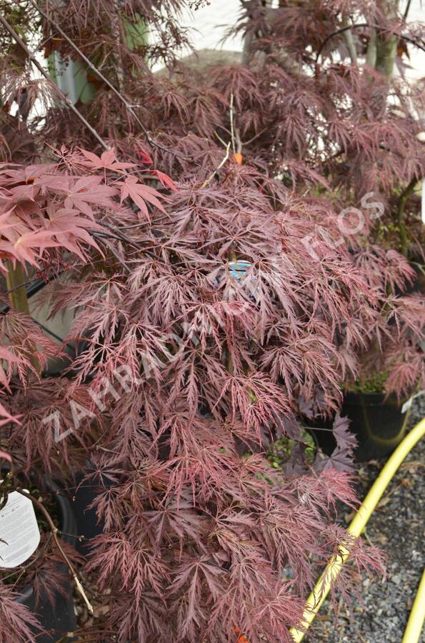 Javor dlanitolistý 'Inaba Shidare' - Acer palmatum 'Inaba Shidare'