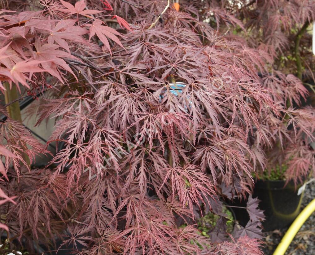 Javor dlanitolistý 'Inaba Shidare' - Acer palmatum 'Inaba Shidare'