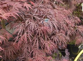 Javor dlanitolistý 'Inaba Shidare' - Acer palmatum 'Inaba Shidare'