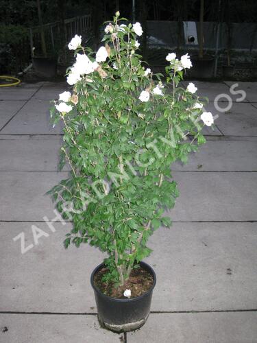 Ibišek syrský 'Speciosus' - Hibiscus syriacus 'Speciosus'