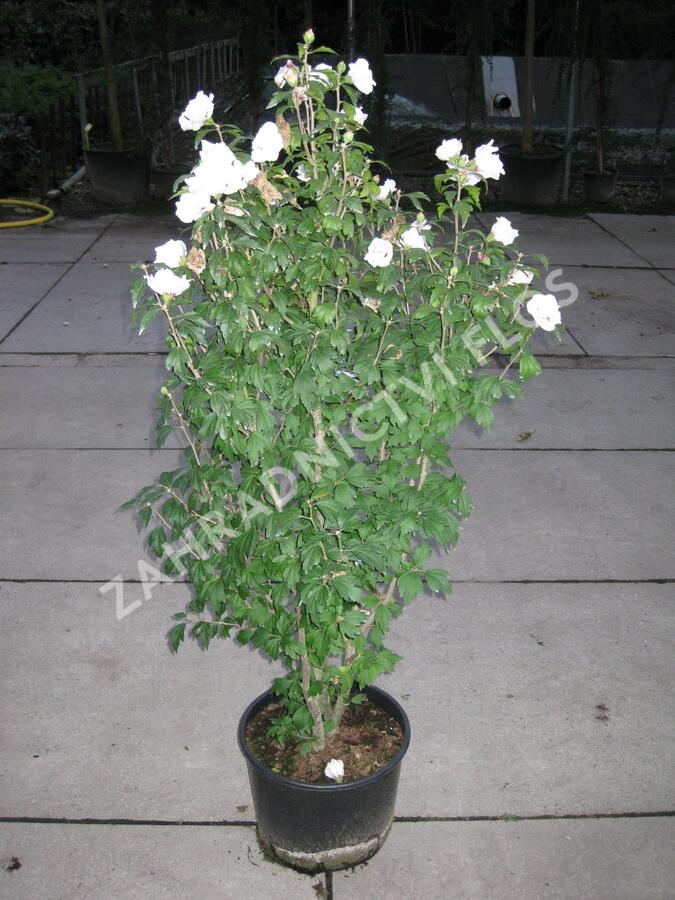 Ibišek syrský 'Speciosus' - Hibiscus syriacus 'Speciosus'