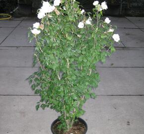 Ibišek syrský 'Speciosus'