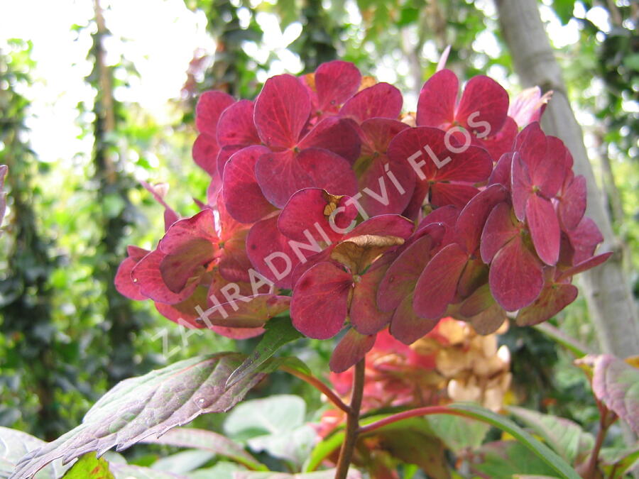 Hortenzie pilovitá 'Preziosa' - Hydrangea serrata 'Preziosa'