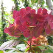 Hortenzie pilovitá 'Preziosa' - Hydrangea serrata 'Preziosa'