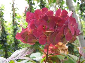 Hortenzie pilovitá 'Preziosa' - Hydrangea serrata 'Preziosa'