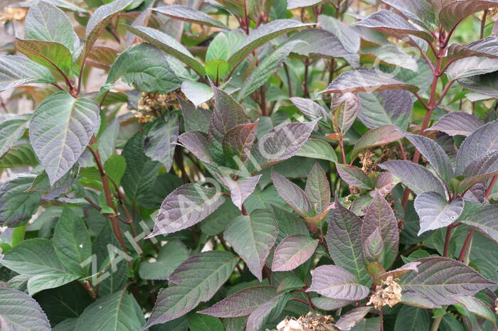 Hortenzie pilovitá 'Preziosa' - Hydrangea serrata 'Preziosa'