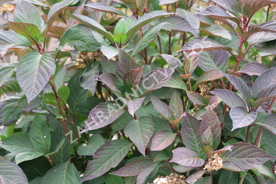 Hortenzie pilovitá 'Preziosa' - Hydrangea serrata 'Preziosa'