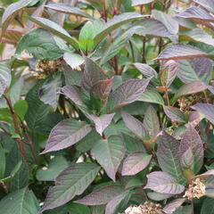 Hortenzie pilovitá 'Preziosa' - Hydrangea serrata 'Preziosa'