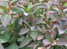 Hortenzie pilovitá 'Preziosa' - Hydrangea serrata 'Preziosa'