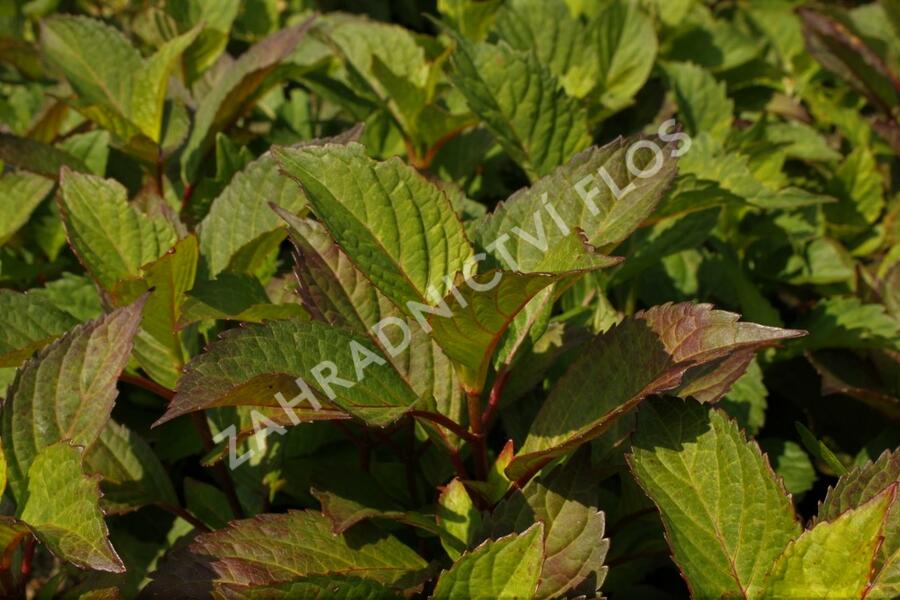 Hortenzie pilovitá 'Preziosa' - Hydrangea serrata 'Preziosa'