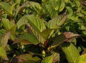 Hortenzie pilovitá 'Preziosa' - Hydrangea serrata 'Preziosa'