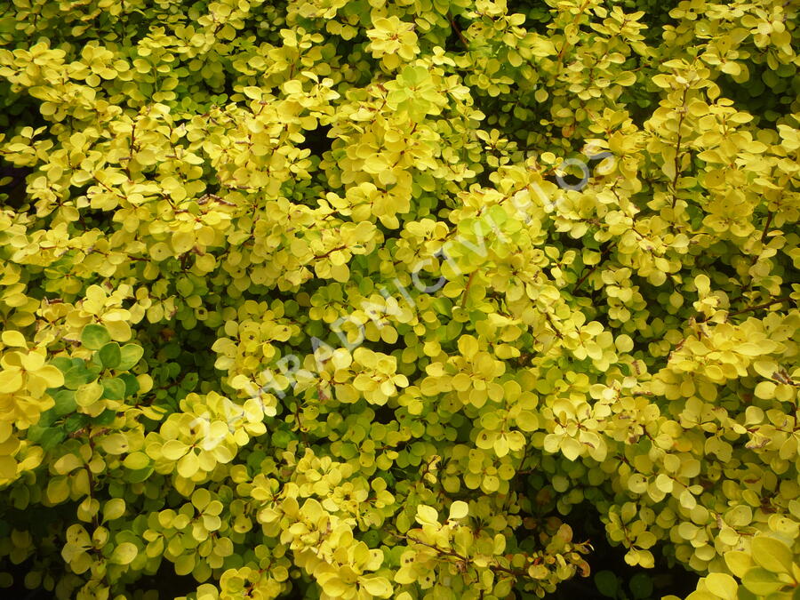 Dřišťál Thunbergův 'Aurea' - Berberis thunbergii 'Aurea'