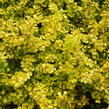 Dřišťál Thunbergův 'Aurea' - Berberis thunbergii 'Aurea'