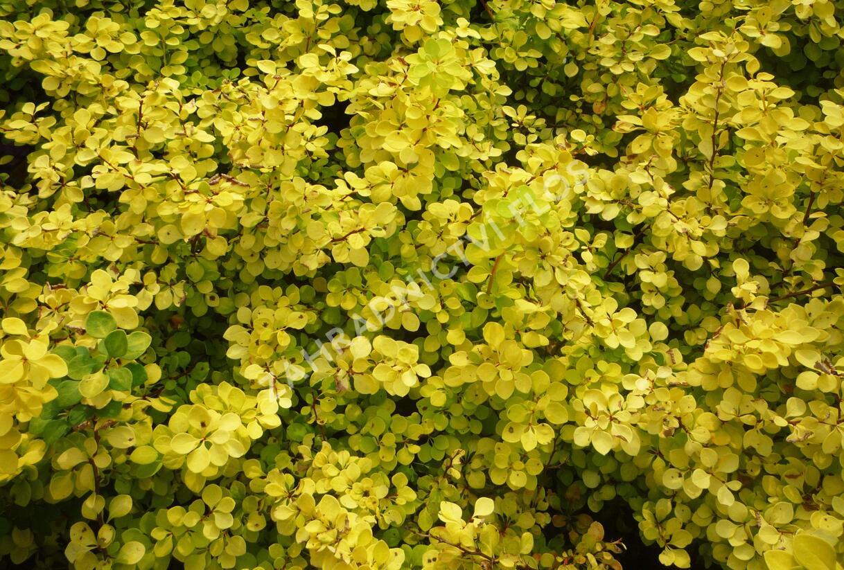 Dřišťál Thunbergův 'Aurea' - Berberis thunbergii 'Aurea'