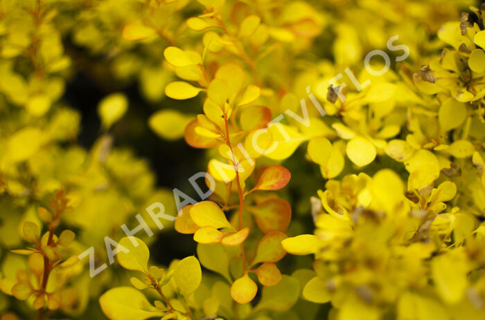 Dřišťál Thunbergův 'Aurea' - Berberis thunbergii 'Aurea'