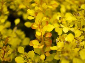 Dřišťál Thunbergův 'Aurea' - Berberis thunbergii 'Aurea'