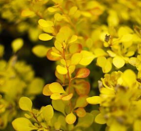 Dřišťál Thunbergův 'Aurea' - Berberis thunbergii 'Aurea'