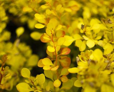 Dřišťál Thunbergův 'Aurea'