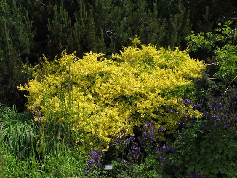 Dřišťál Thunbergův 'Aurea' - Berberis thunbergii 'Aurea'