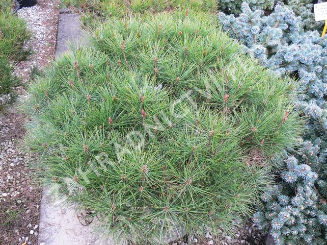 Borovice hustokvětá 'Alice Verkade' - Pinus densiflora 'Alice Verkade'