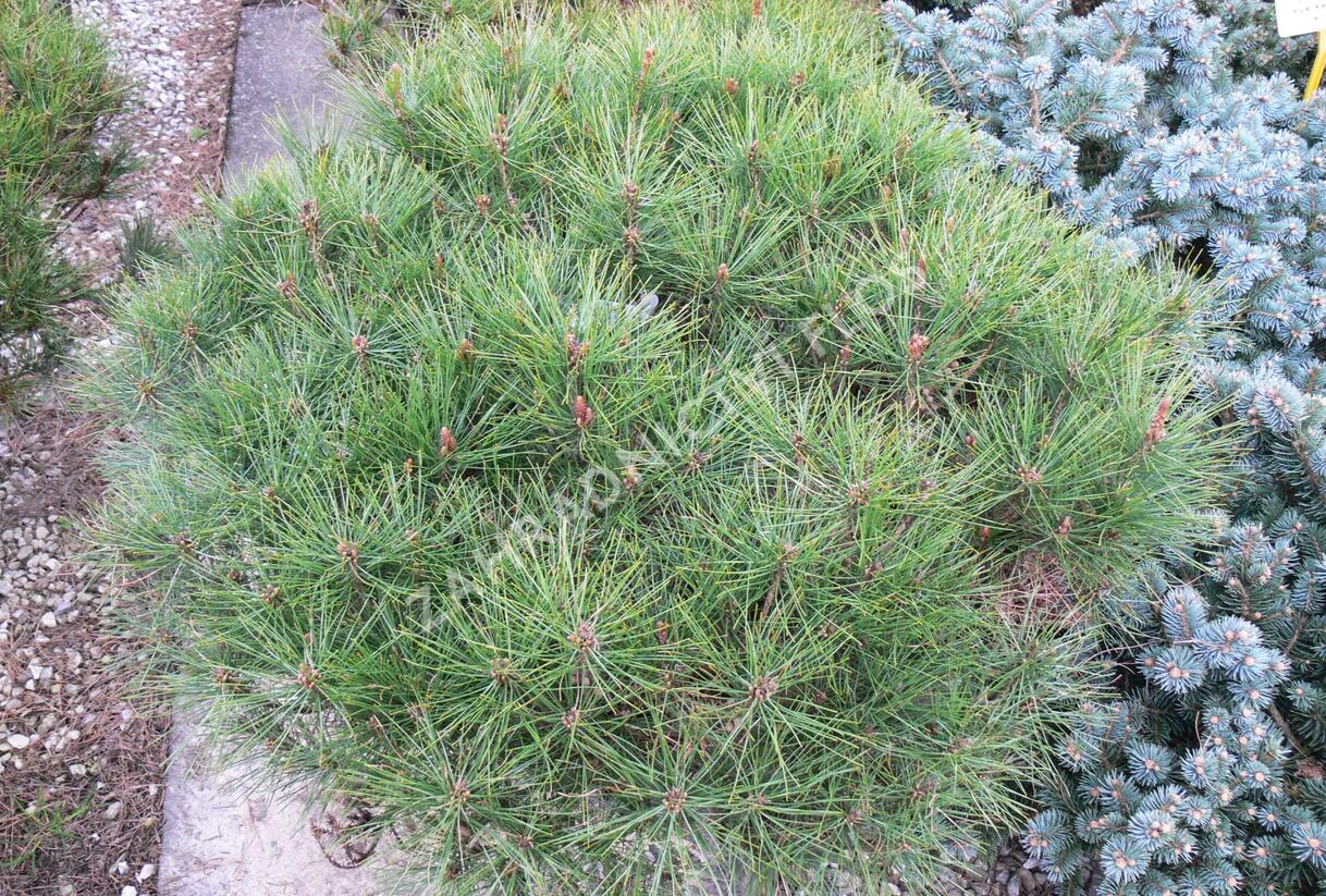 Borovice hustokvětá 'Alice Verkade' - Pinus densiflora 'Alice Verkade'