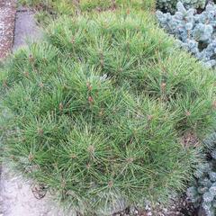 Borovice hustokvětá 'Alice Verkade' - Pinus densiflora 'Alice Verkade'