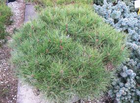 Borovice hustokvětá 'Alice Verkade' - Pinus densiflora 'Alice Verkade'