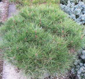 Borovice hustokvětá 'Alice Verkade' - Pinus densiflora 'Alice Verkade'