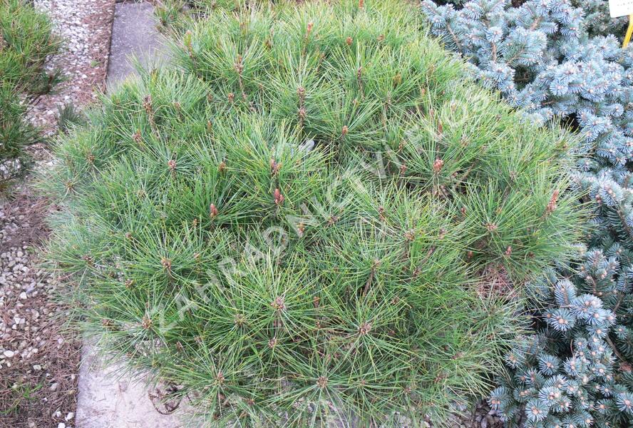 Borovice hustokvětá 'Alice Verkade' - Pinus densiflora 'Alice Verkade'