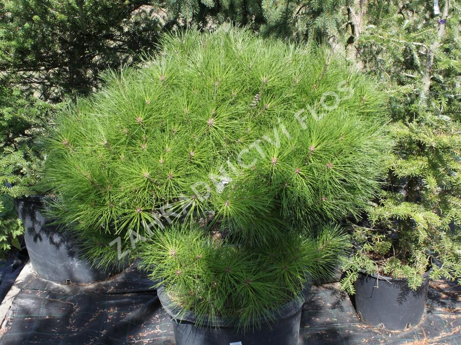 Borovice hustokvětá 'Alice Verkade' - Pinus densiflora 'Alice Verkade'