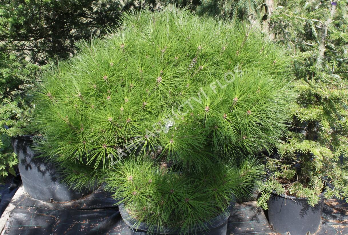 Borovice hustokvětá 'Alice Verkade' - Pinus densiflora 'Alice Verkade'