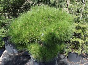 Borovice hustokvětá 'Alice Verkade' - Pinus densiflora 'Alice Verkade'