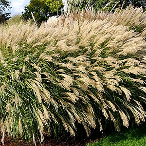 Ozdobnice čínská 'Yakushima Dwarf' - Miscanthus sinensis 'Yakushima Dwarf'