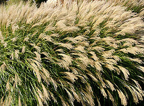 Ozdobnice čínská 'Yakushima Dwarf' - Miscanthus sinensis 'Yakushima Dwarf'