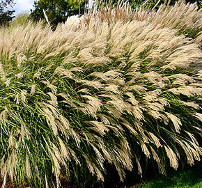 Ozdobnice čínská 'Yakushima Dwarf' - Miscanthus sinensis 'Yakushima Dwarf'