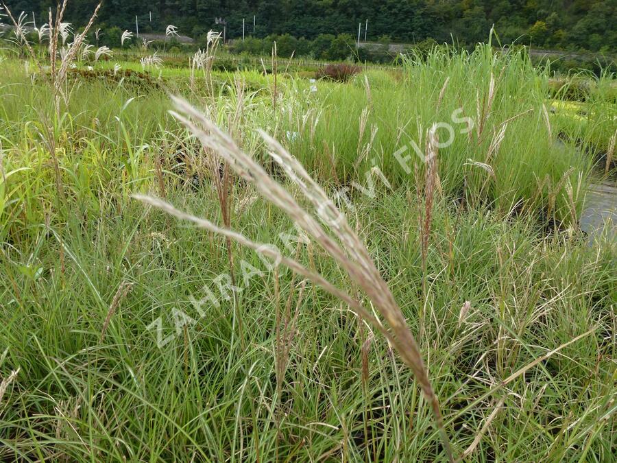 Ozdobnice čínská 'Yakushima Dwarf' - Miscanthus sinensis 'Yakushima Dwarf'