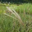 Ozdobnice čínská 'Yakushima Dwarf' - Miscanthus sinensis 'Yakushima Dwarf'