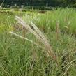 Ozdobnice čínská 'Yakushima Dwarf' - Miscanthus sinensis 'Yakushima Dwarf'