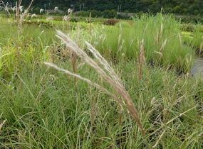 Ozdobnice čínská 'Yakushima Dwarf' - Miscanthus sinensis 'Yakushima Dwarf'