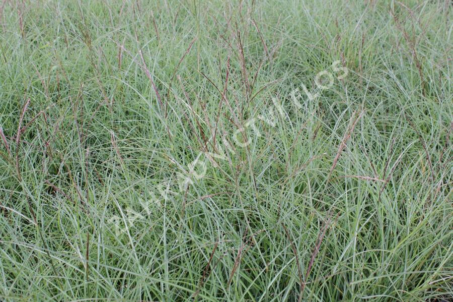 Ozdobnice čínská 'Yakushima Dwarf' - Miscanthus sinensis 'Yakushima Dwarf'