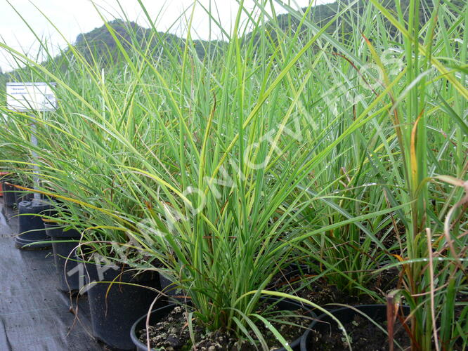 Ozdobnice čínská 'Undine' - Miscanthus sinensis 'Undine'