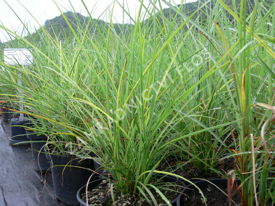 Ozdobnice čínská 'Undine' - Miscanthus sinensis 'Undine'