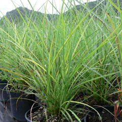 Ozdobnice čínská 'Undine' - Miscanthus sinensis 'Undine'