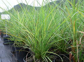 Ozdobnice čínská 'Undine' - Miscanthus sinensis 'Undine'